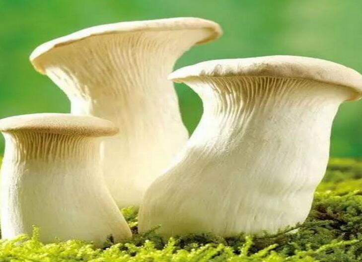 食用菌 (14).jpg 食用菌 (14).jpg