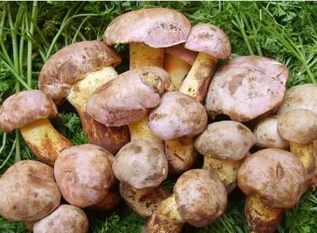 野生芒萁、類蘆采摘注意事項